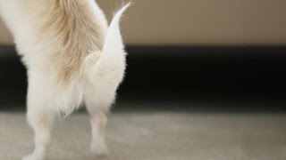 When Should a Dog's Anal Glands Be Expressed and Can An Infection Develop If Left Untreated?