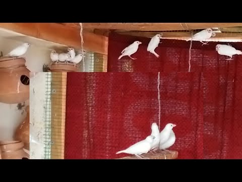 ||The most beautyful java birds || java sparow colony setup|| Birds ...