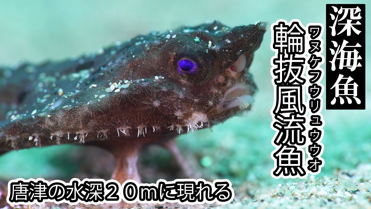 超激レア映像】深海魚”輪抜風流魚” の水中映像 - YouTube