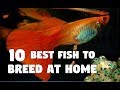 Top 10 Aquarium Fish That Can Be Breed at Home Easily