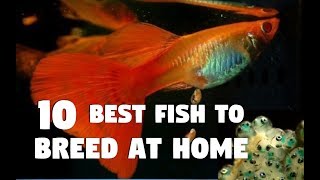 Top 10 Aquarium Fish That Can Be Breed at Home Easily