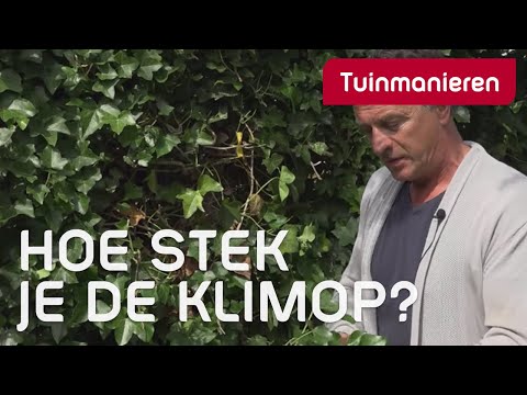 Video: Klimopplanten wortelen - Leer hoe je klimopstekken kunt vermeerderen