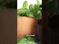 🍀 Удивительные свойства обычного базилика 🌱 #факты #базилик #растение #трава #пряность #природа