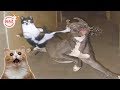 #2 MAZ   TOP HIGHLIGHTS of Dogs &amp; Cats   Funny Animal Compilations