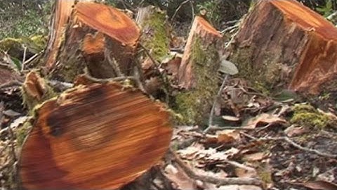 Đốn gỗ lậu để sưởi tại Hy Lạp