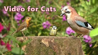 Sounds For Cats ~ Summer Birds Spectacular 🌸 8 Hours 🌸