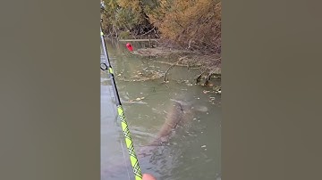 Con cá khổng lồ thuộc dòng cá trê thủy quái #cacconvat #docla #fishing