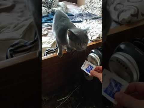 British shorthair cat plays with powder bag  Британский короткошерстный кот играется с  пакетиком
