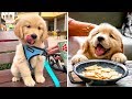 ❤️Cute Puppies Doing Funny Things 2020❤️#2  Cutest Dogs
