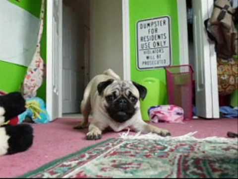 puppy paradise The buddha man