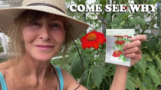 Why You Should Grow Mexican Sunflower - (Tithonia) Mexican Flower Plants