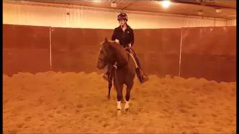 Name Pending(Shine On Line x MSS Boomerchex)- Cara...
