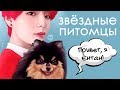 СМЕШНЫЕ ПИТОМЦЫ KPOP АЙДОЛОВ~ | ARI RANG