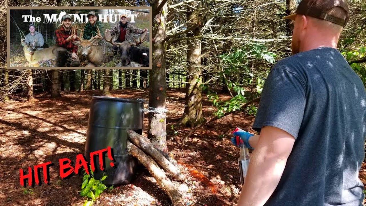 Week 1 BAITING BLACK BEARS in MAINE w/ THE MAINE HUNT! YouTube