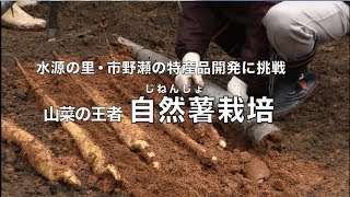 撮れたて あやべ第165回「自然薯栽培」