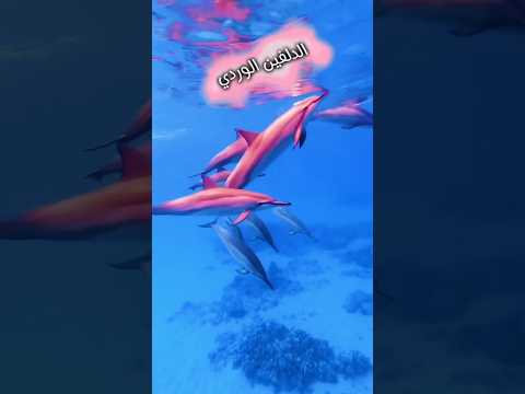 الدلفين الوردي معلومات