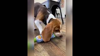 Tired of your pet chewing on household items We have the solution!