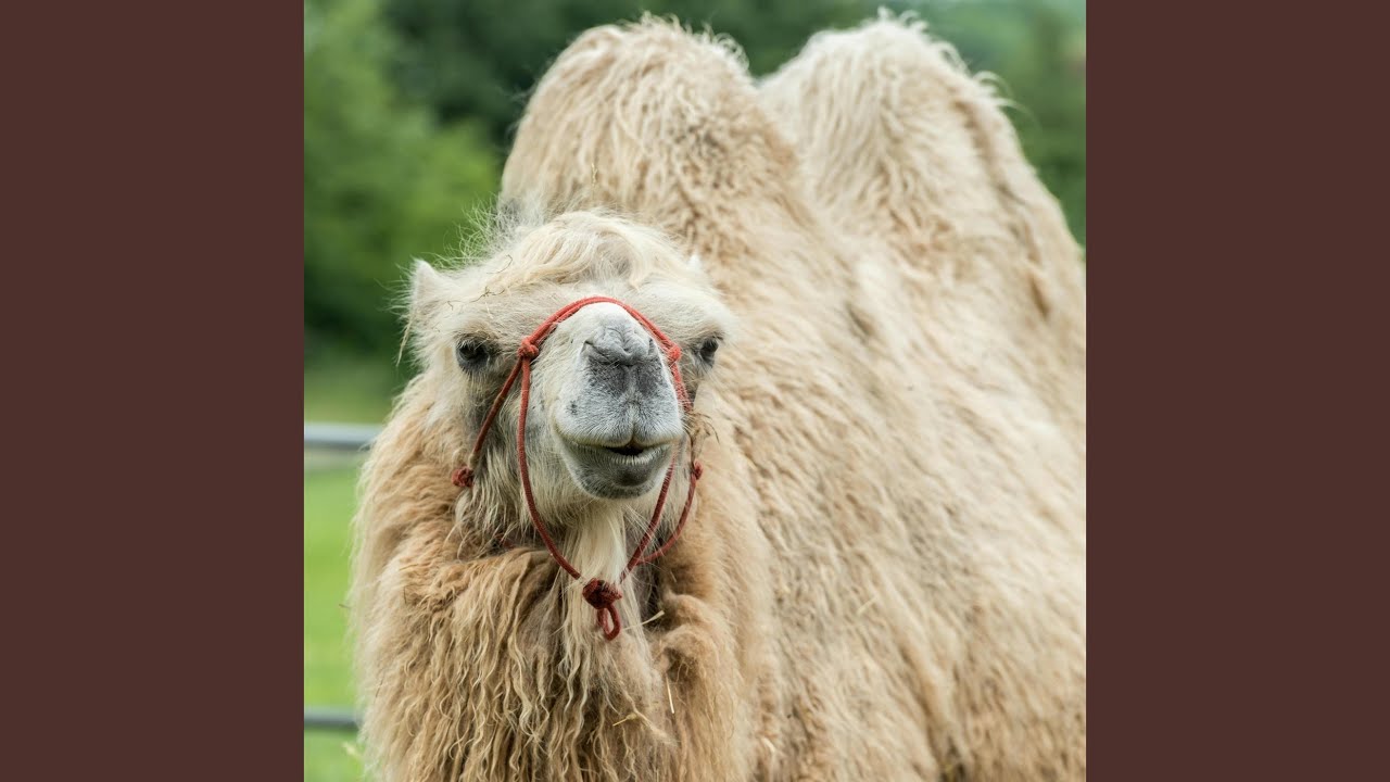 Kira Pooped Her Pants