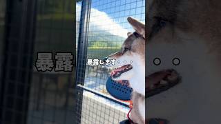 飼い主おじさんの悲しいお話😭