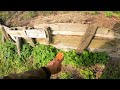 ケシの花？　ヤバい植物を見つけた　琵琶湖湖岸清掃整備　この植物はナガミヒナゲシという植物でした