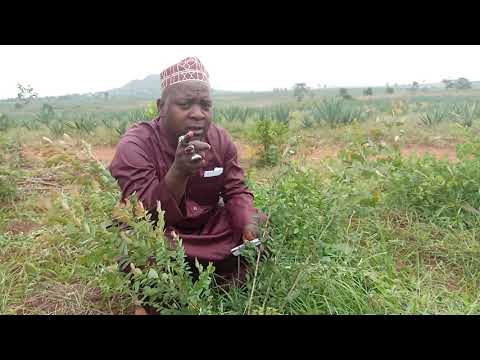Video: Jinsi Ya Kukuza Mti Wa Nyanya Nyumbani: Pweza, Tsifomandra Na Aina Zingine, Hakiki, Picha Na Video