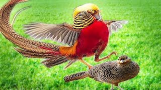 CRUCE de FAISAN DORADO -comida faisanes (aves de corral online)