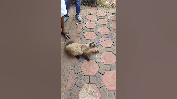 Video 11232241: hilarious cat, cat cute play funny, cat jumping cute