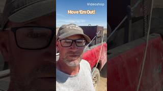 🐂 Easiest Way to Move Cattle? The Cake Truck!
