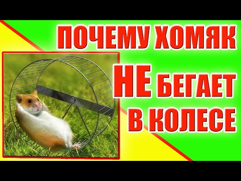 ПОЧЕМУ ХОМЯК НЕ БЕГАЕТ В КОЛЕСЕ / КАК ПРИУЧИТЬ ХОМЯКА К КОЛЕСУ / ХОМЯЧОК / хома/ Alisa Easy Pets