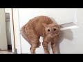 Приколы 2017 лучшие испуги котов смешные видео