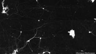 Mouse Cortical Neurons