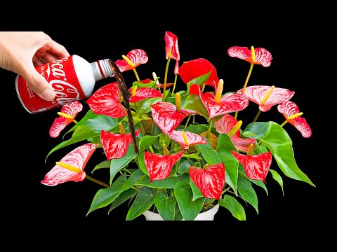 Everybody can do it! It makes anthurium instantly revive their roots easily