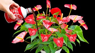 Everybody can do it! It makes anthurium instantly revive their roots easily