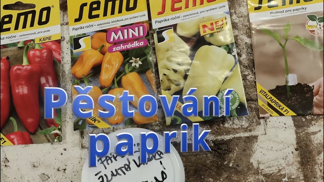 Pěstování paprik: Jarní výsev semínek – Kdy a jak to dělat správně!