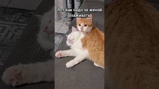 🐈кошачья любовь❤️