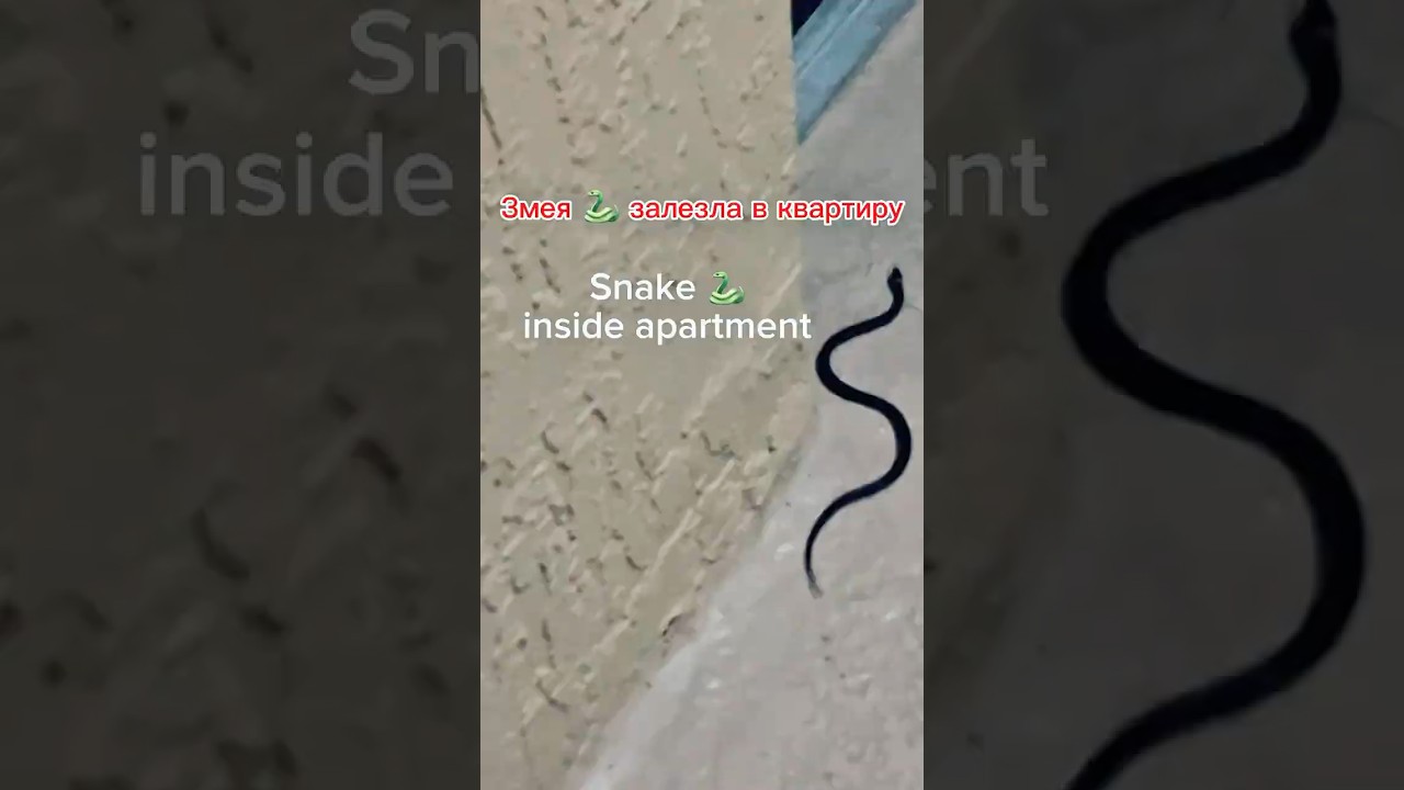 Змея в квартире Wow! Returning home I saw a small snake is tying slide under door 🚪 of neighbours