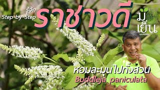 ราชาวดี หอมละมุนไปทั้งสวน Buddleja paniculata