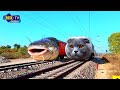 fish and cat train face video - funny train video - animal face funny video - train - animal