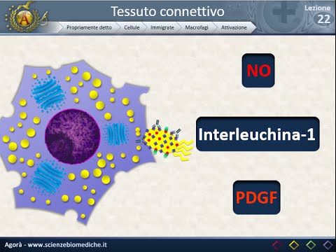 Video: Differenza Tra Recettori Adrenergici E Colinergici