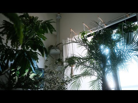 猫に安全な観葉植物10選：猫と暮らす家で育てやすいおすすめ品種