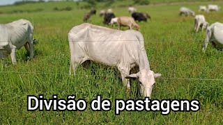 Divisão de pastagem não pode ser engessada! É adaptação em cima de adaptação!