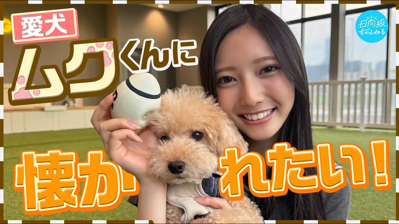 【大ピンチ】愛犬がママしか見てない件【きらちゃんも懐かれたい！】