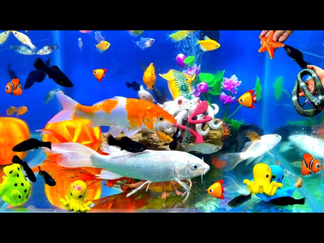 10 Key Tips To Keeping A Healthy Aquarium Petland Texas, 56% OFF