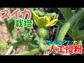 スイカ栽培③　人工授粉　タイミングと方法　2025年