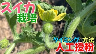 Watermelon cultivation ③ Artificial pollination timing and method