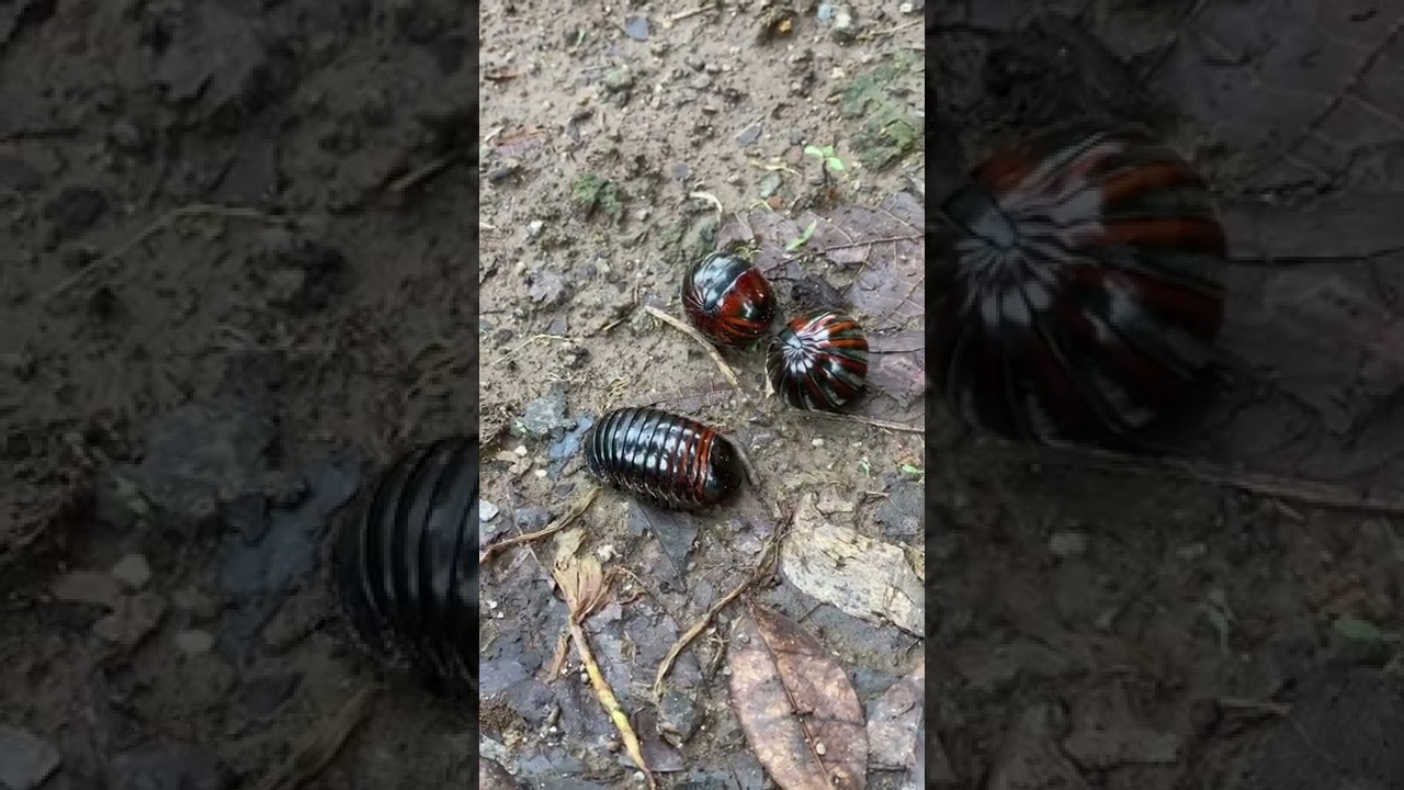 roly poly pill bull