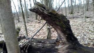Bigfoot/ Sasquatch area .. intense vocals and return tree knock