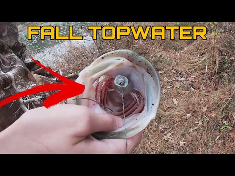 Late Fall Bass Fishing (BIG TOPWATER BASS!)