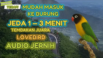 🔴 MASTERAN LOVEBIRD NGEKEK PANJANG JEDA 1-3 MENIT MUDAH MASUK KE MURAI BATU ATAU BURUNG FIGHTER