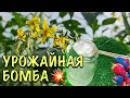 УРОЖАЙНАЯ БОМБА! Подкормите ЭТИМ ТОМАТЫ и соберёте В ТРИ РАЗА БОЛЬШЕ урожай!